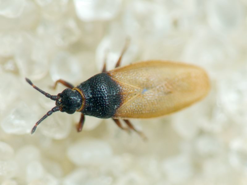 Agramma fallax (Horváth, 1906)